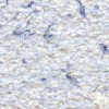 Tapete lichide Color 2, 1 kg